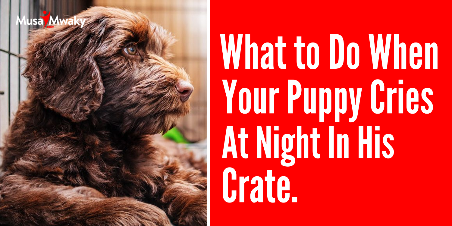What to Do When Your Puppy Cries At Night In His Crate cover